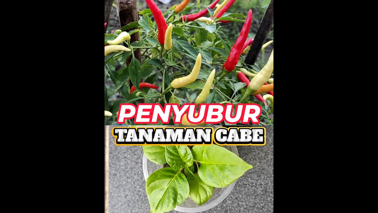 Pupuk untuk penyubur tanaman cabe (1.5)
