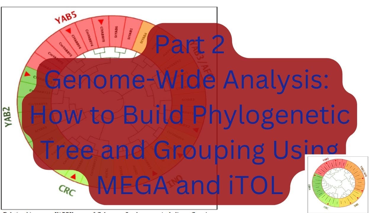 Step by Step Using iTOL and MEGA for Phylogenetic Analysis and Grouping 🌳🔬