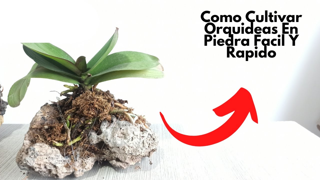 Cultiva orquideas en piedra facilmente