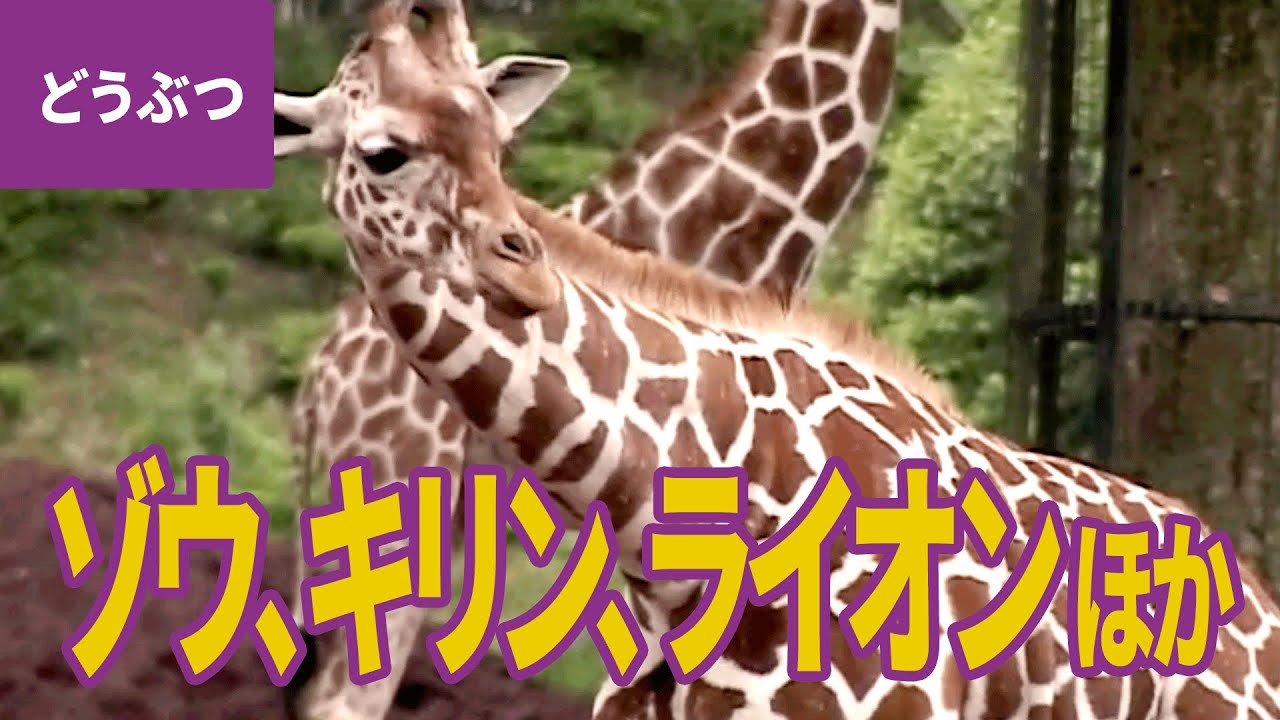 サファリの動物：アジアゾウ／アフリカゾウ／カバ／アミメキリン／クロサイ／グレビーシマウマ／ラマ／アメリカバイソン／アジアスイギュウ／ライオン／アムールトラ／チーター【動物・生き物 #7】
