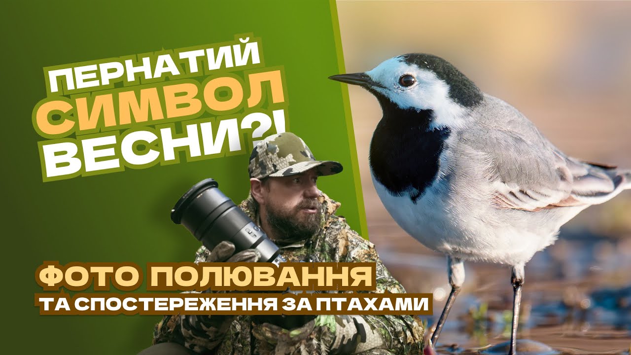 🕊️Плиска біла несе добрі новини! Перше весняне фото полювання та спостереження за птахами.