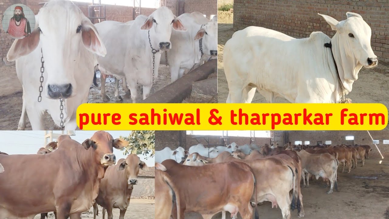 🙏🙏 ये है mastangarh डेरा | pure tharparkar & sahiwal का घर | dadadolhadairyfarm | DDF