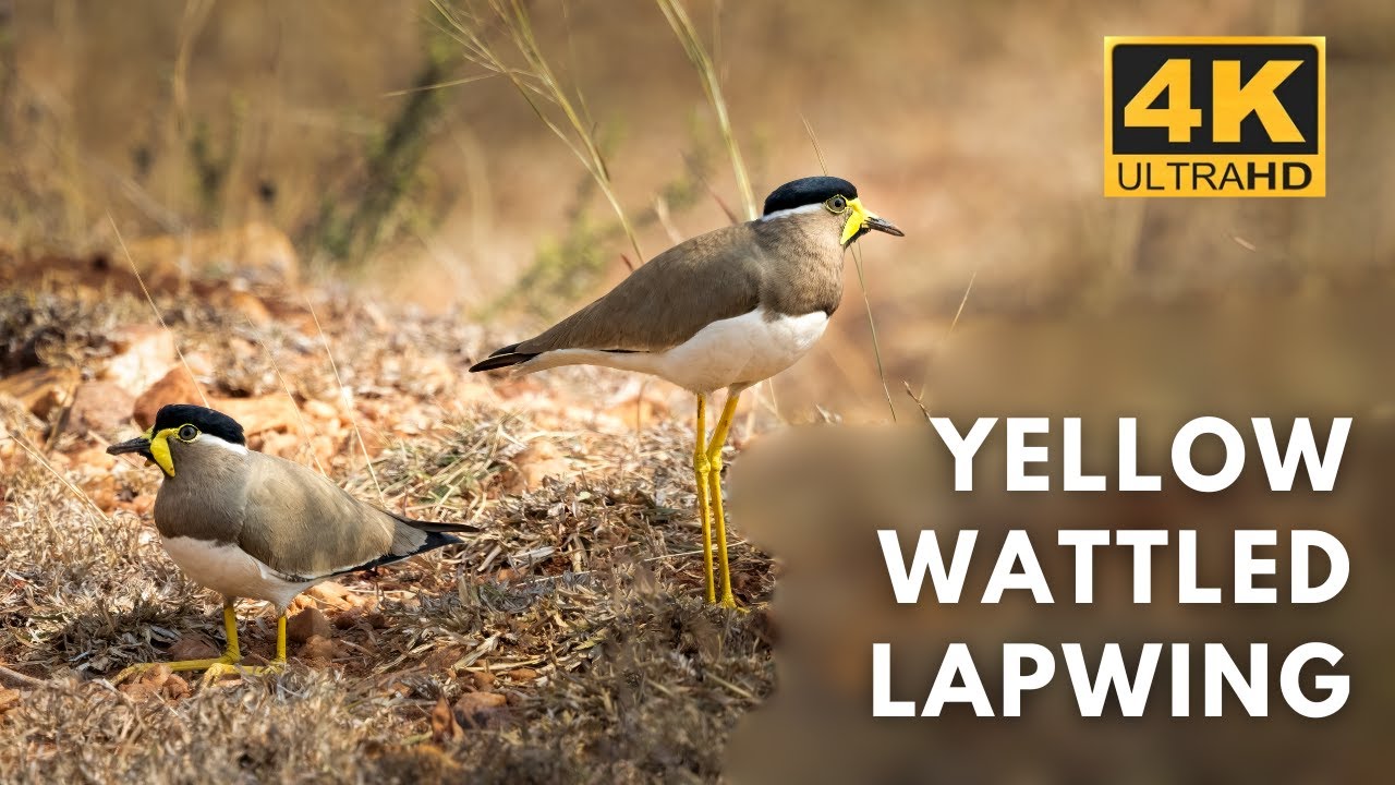 Yellow Wattled Lapwing | Jayamangali Blackbuck Reserve | Birds | 4K UHD  @Wildlife.Kaptured  ​