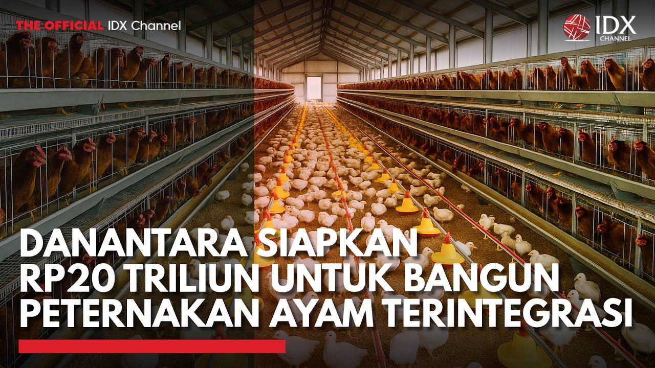 Danantara Siapkan Rp20 Triliun untuk Bangun Peternakan Ayam Terintegrasi | MARKET HIGHLIGHTS