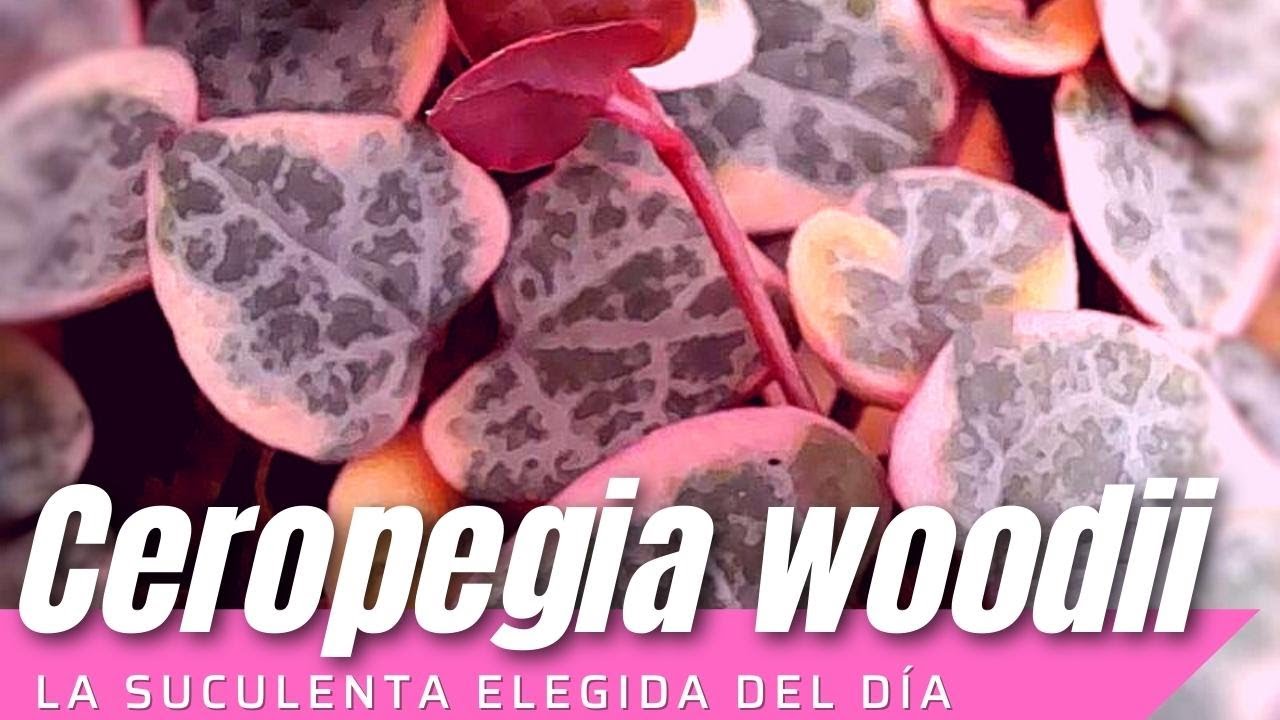 Ceropegia woodii collar de corazones #LaSuculentaElegidadelDía