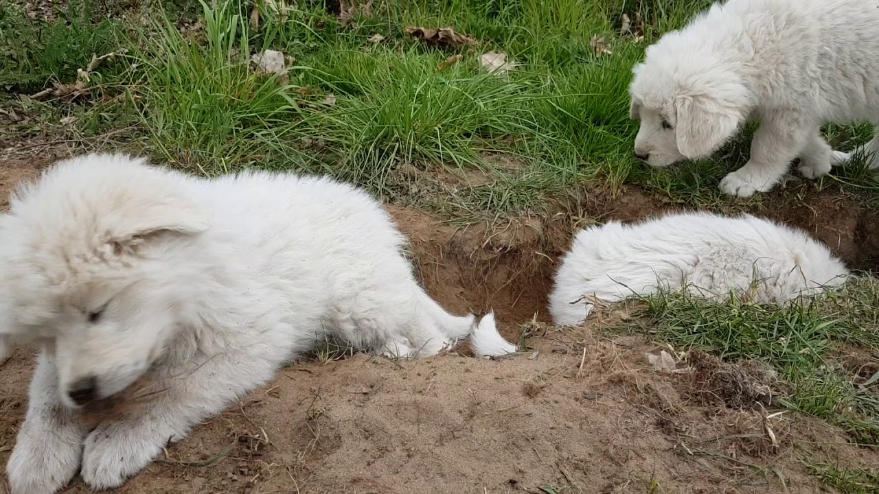 Maremmano Abruzzese Welpen und ihre Höhle  🤣