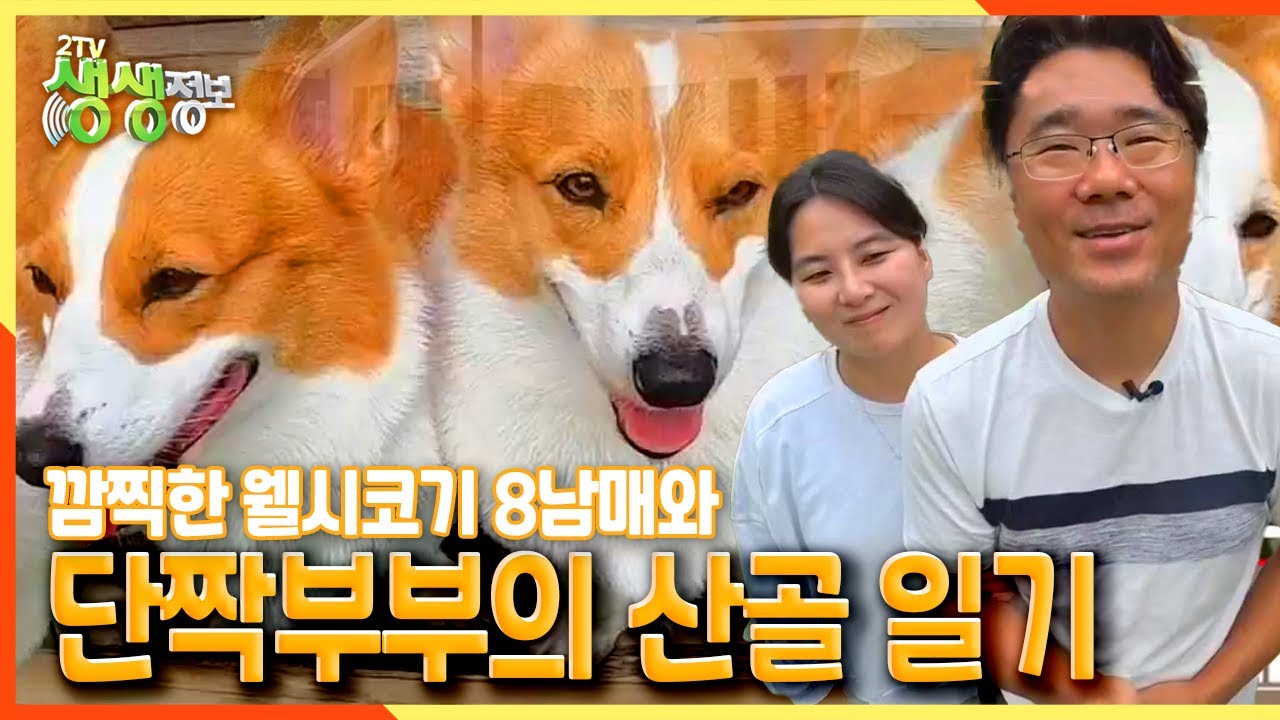 [2TV 생생정보] 깜찍한 웰시코기 8남매와 단짝 부부의 산골 일기♡ | KBS 210930 방송