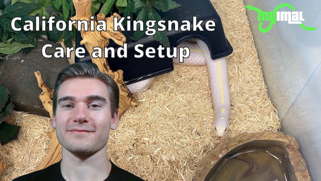How to Care for and Setup California Kingsnakes