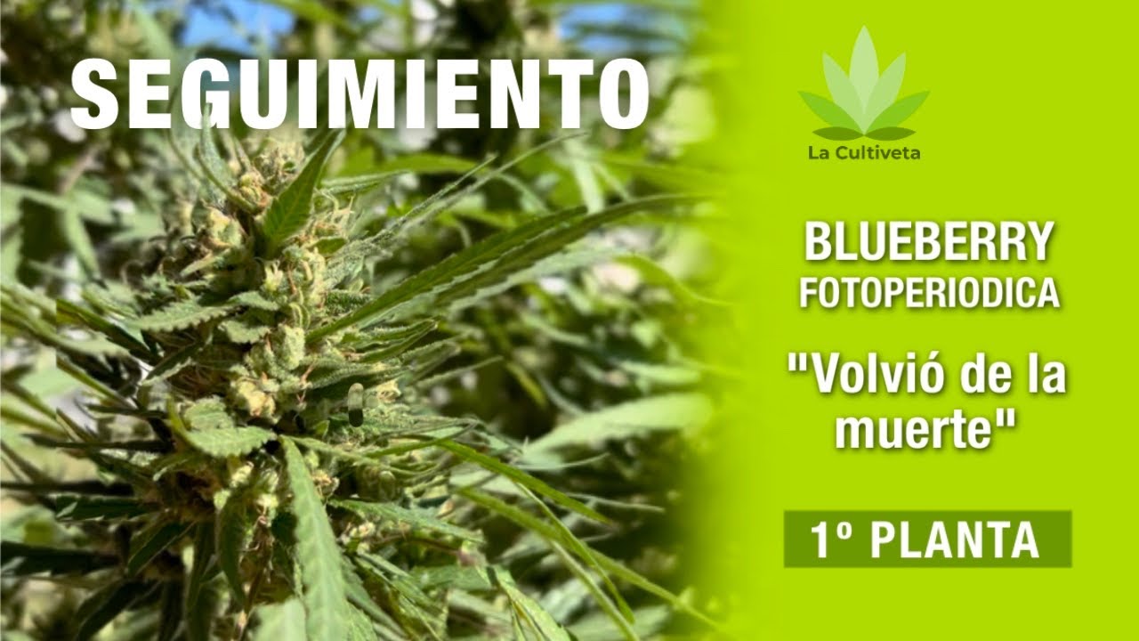 Seguimiento Completo Cultivo Blueberry Fotoperiodica🫐🍒 | [VOLVI&Oacute; DE LA MUERTE 👼]