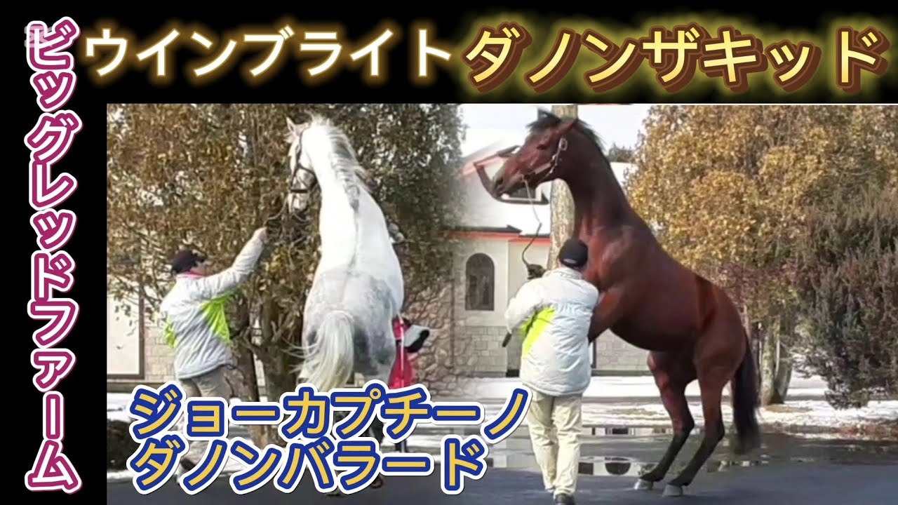 ダノンザキッド ウインブライト ダノンバラード ジョーカプチーノ ビッグレッドファーム 種牡馬展示会2025