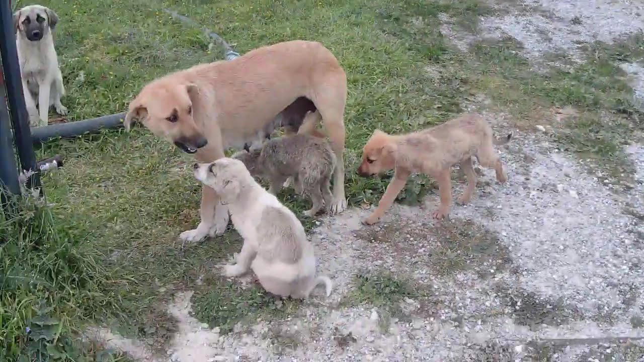 Yol kenarındaki anne ve yavruları