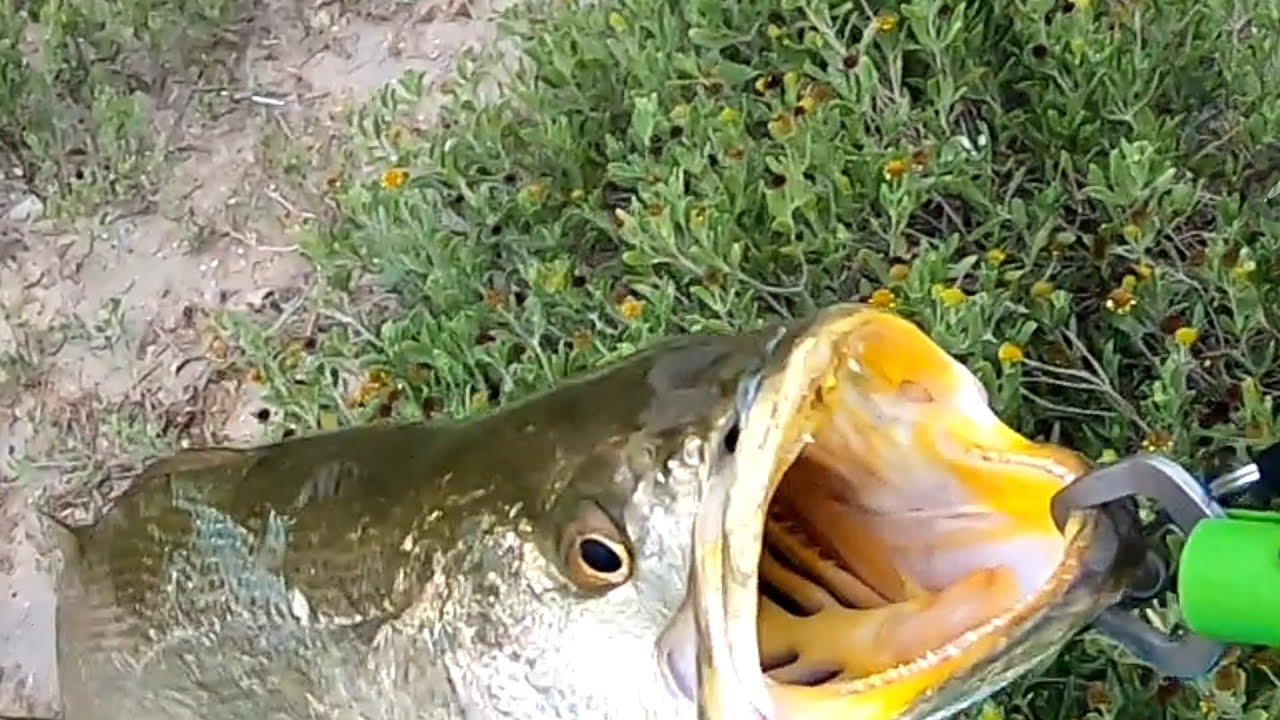 Gator Trout from shore at Port Mansfield