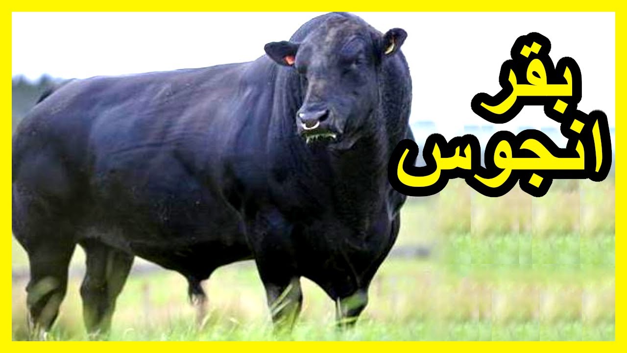 سلالة ابقار انجوس...كل مايجب ان تعرف عن هذا النوع