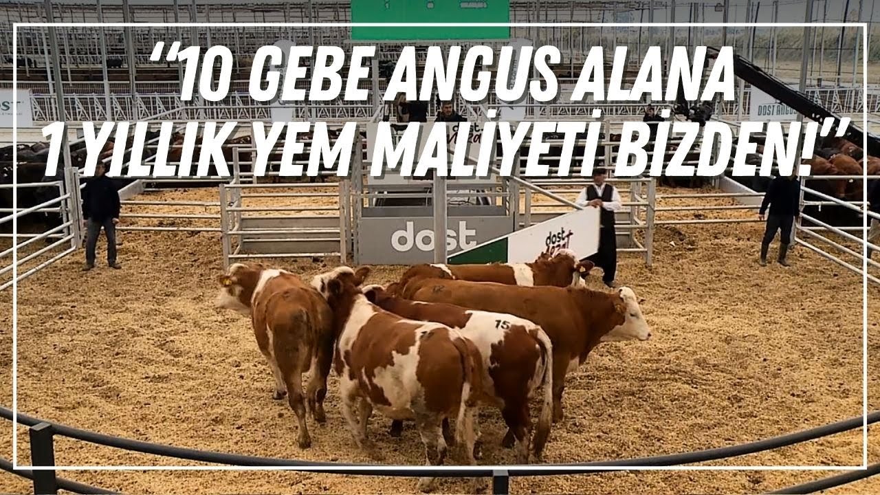 “10 Gebe Angus Alana 1 Yıllık Yem Maliyeti Bizden!”