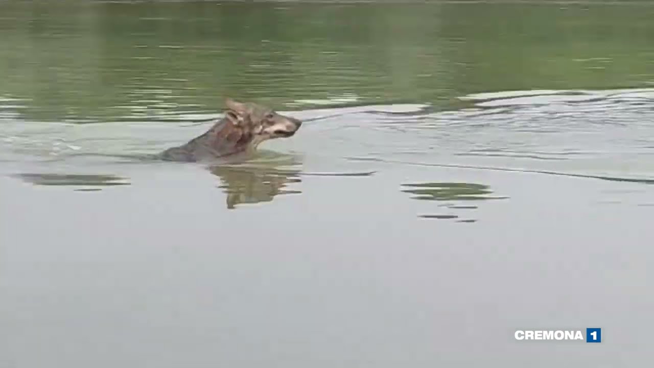 Avvistato lupo che nuota nel fiume Po, il video