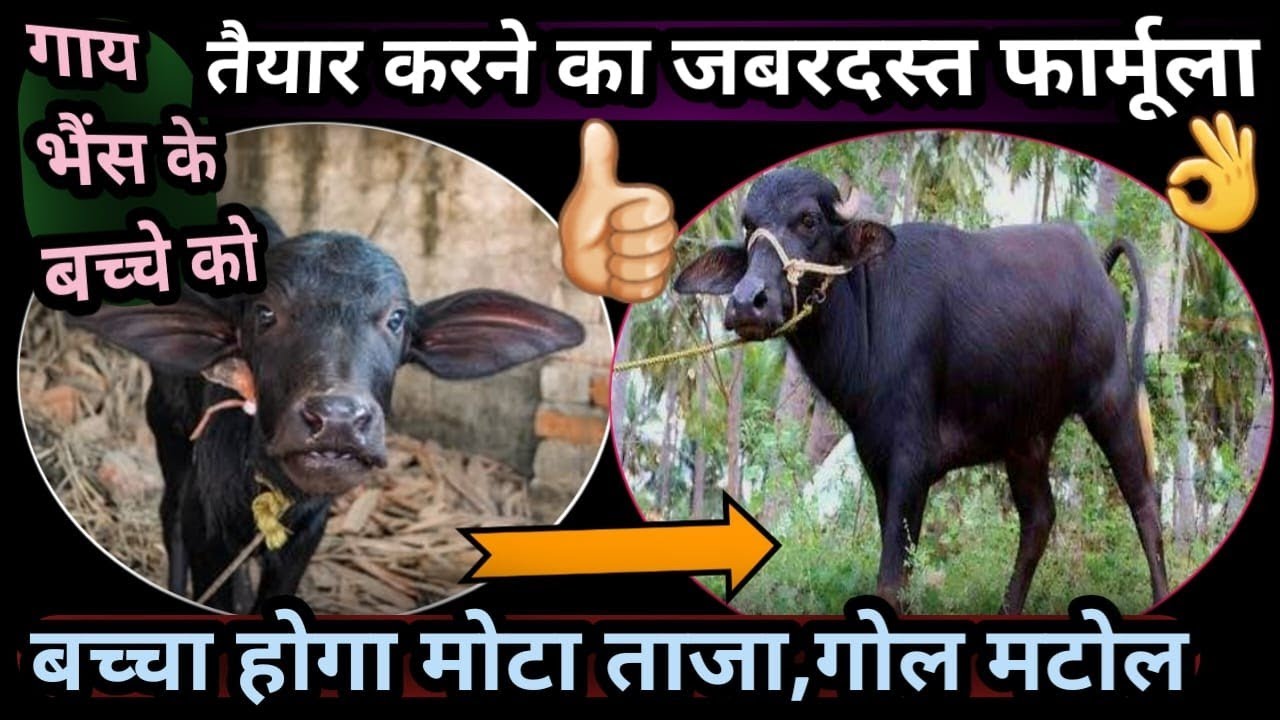 गाय भैंस के बच्चे को तैयार करने का जबरदस्त फार्मूला👍||बच्चा होगा मोटा ताजा💪गोल मटोल💯