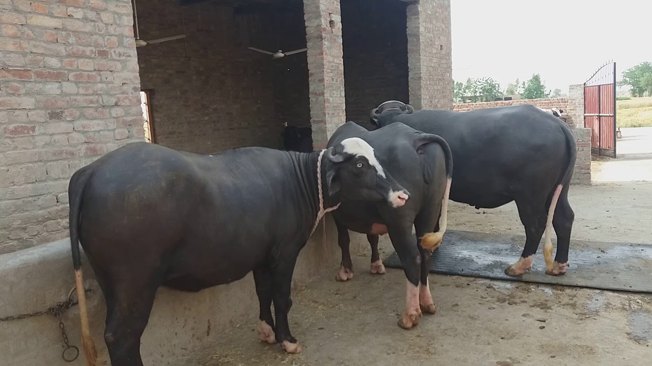 Nili Ravi farm top Bloodline owner (Sewak Singh Ferozepur Punjab)