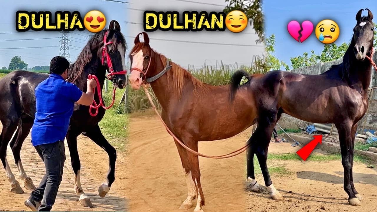 FINALLY🥳NEW GH0DI K! RAFTAR &E SHAAD! KRA D!😍🤣BAJIRA0 Ka Dukh $amanjh Sakta Hu 😂💔