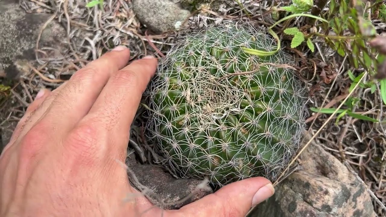 Echinopsis ancistrophora | Cactus de las Yungas | Flora Argentina