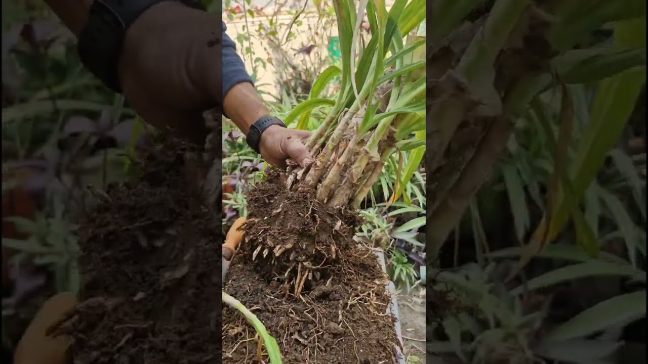 SUDARSHAN PLANT  KI ROOT PURNING  KYU JARURI  #PLANTCARE #GARDENINGTIPS #YTSHORTS #TREND 