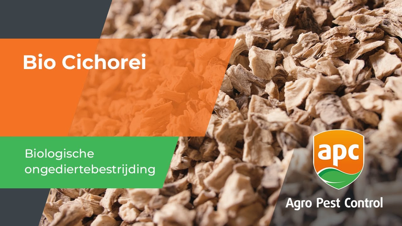 Biologische ongediertebestrijding - Bio Cichorei | (NL)