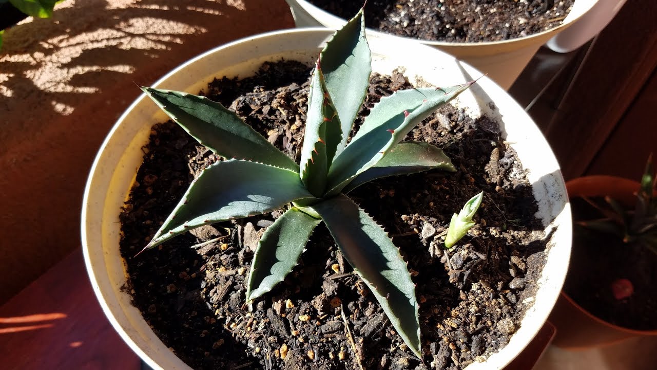 Growing a Century Plant for 2.2 Years