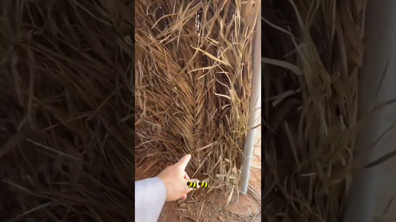 عريش للنحل 🐝