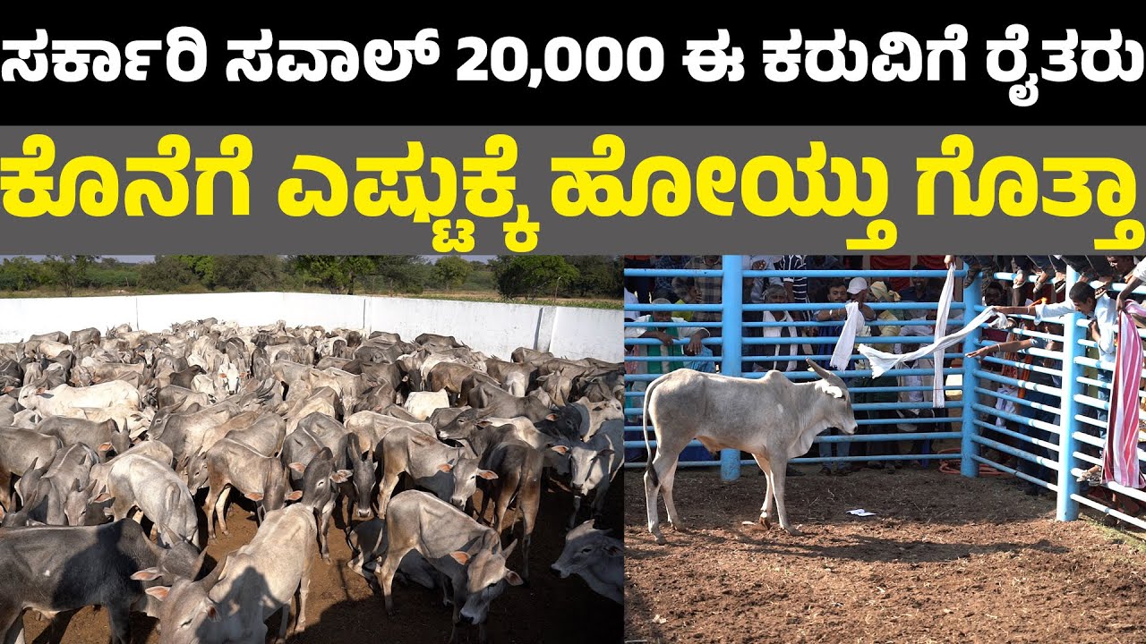 ಸರ್ಕಾರಿ ಸವಾಲ್ 20,000 ಈ ಕರುವಿಗೆ ರೈತರು ನಾನಾ ನೀನಾ ಎಂದು ಮುಗಿ ಬಿದ್ದರೂ ಕೊನೆಗೆ ಎಷ್ಟುಕ್ಕೆ ಹೋಯ್ತು ಗೊತ್ತಾ