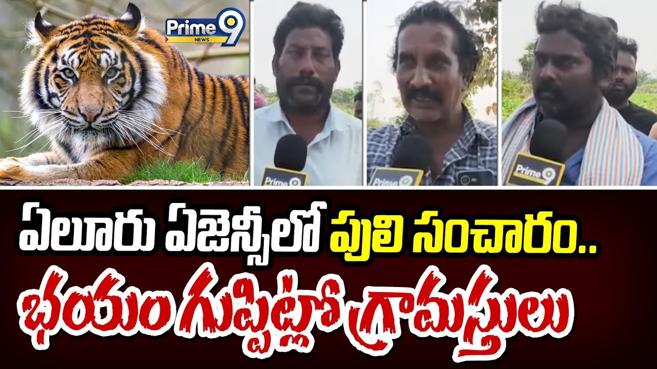 ఏలూరు ఏజెన్సీలో పులి సంచారం.. భయం గుప్పిట్లో గ్రామస్తులు | Eluru District | Prime9 News