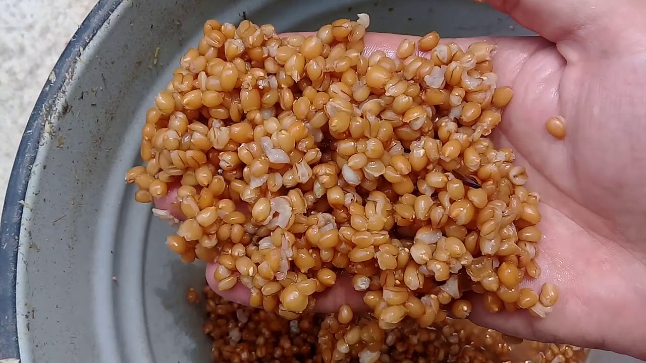 BISMIS BUGDA 2019 COX FAYDALIDI