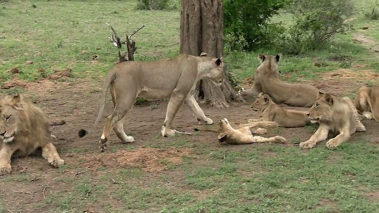 Spending time with a large pride of lions.