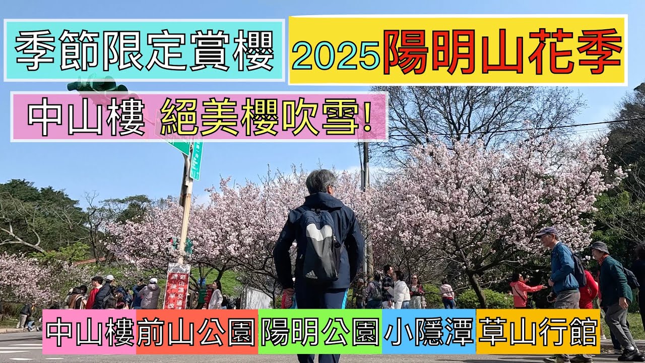 搭公車賞櫻趣 2025陽明山花季 ep216『從中山樓出發!欣賞絕美櫻吹雪,輕鬆徒步前山公園,陽明公園,滿滿的櫻花及杜鵑花,花鐘欣賞各種主題花卉,光復樓美術展,小隱潭瀑布,一探草山文化行館』
