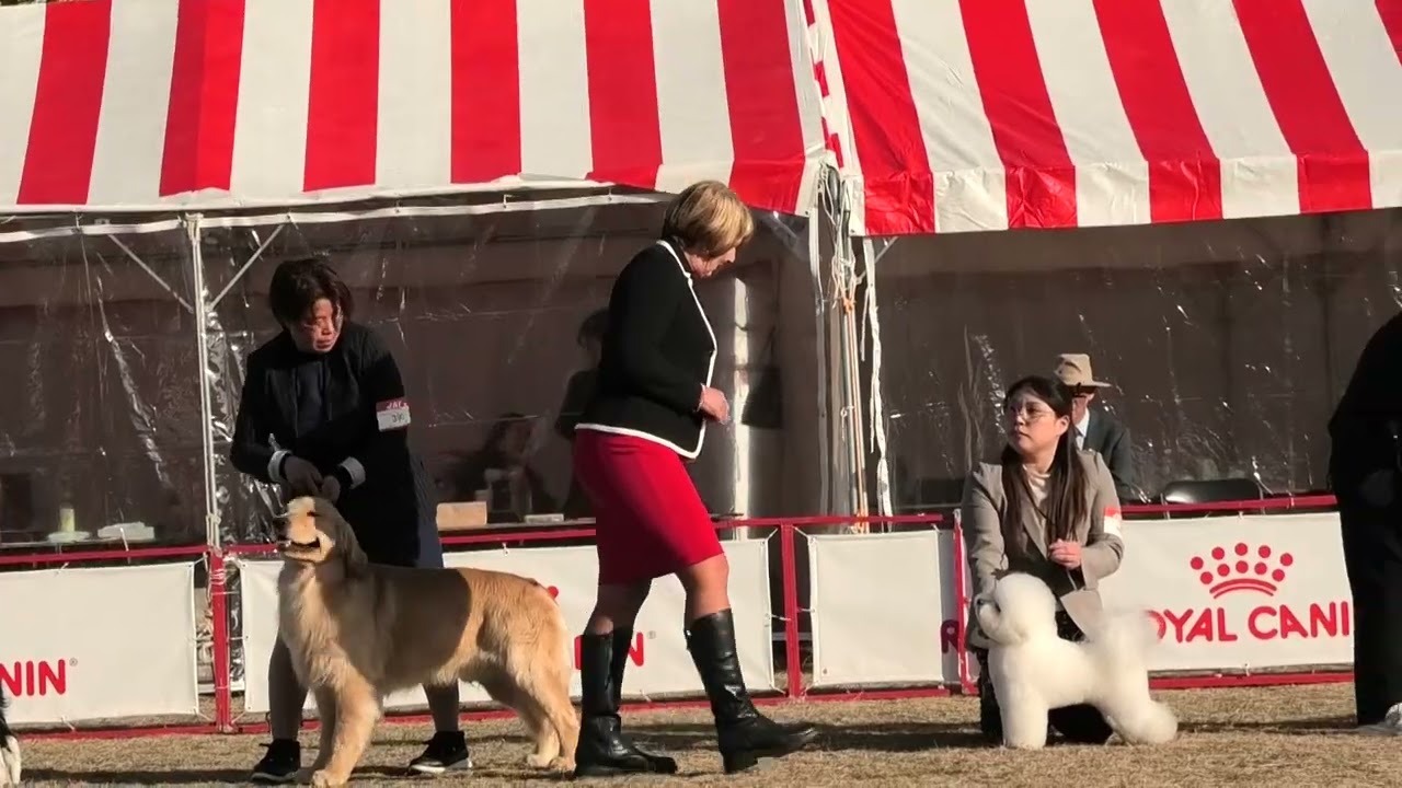 2026.2.28. 三重県クラブ連合会展　ベスト・ジュニア・イン・ショー戦　BJIS