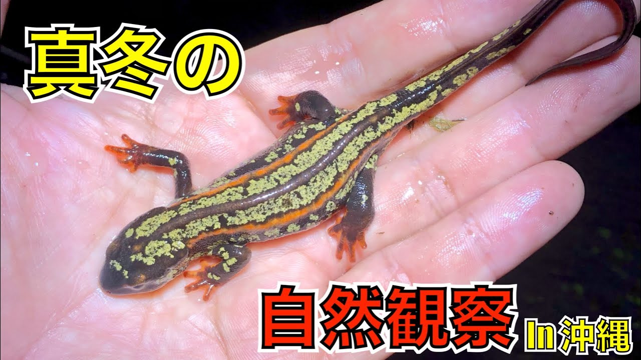 検証！沖縄なら真冬でも生物観察ができるのか？