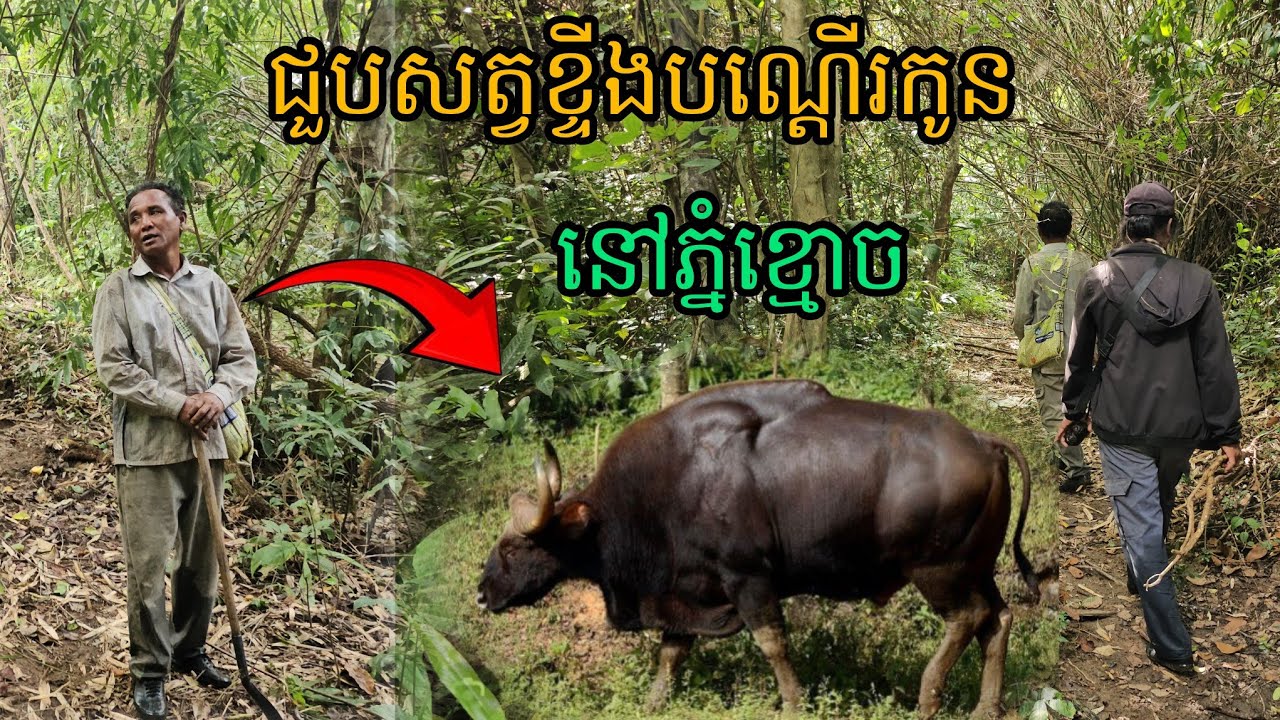 ជួបសត្វខ្ទីងបណ្ដើរកូននៅភ្នំខ្មោច
