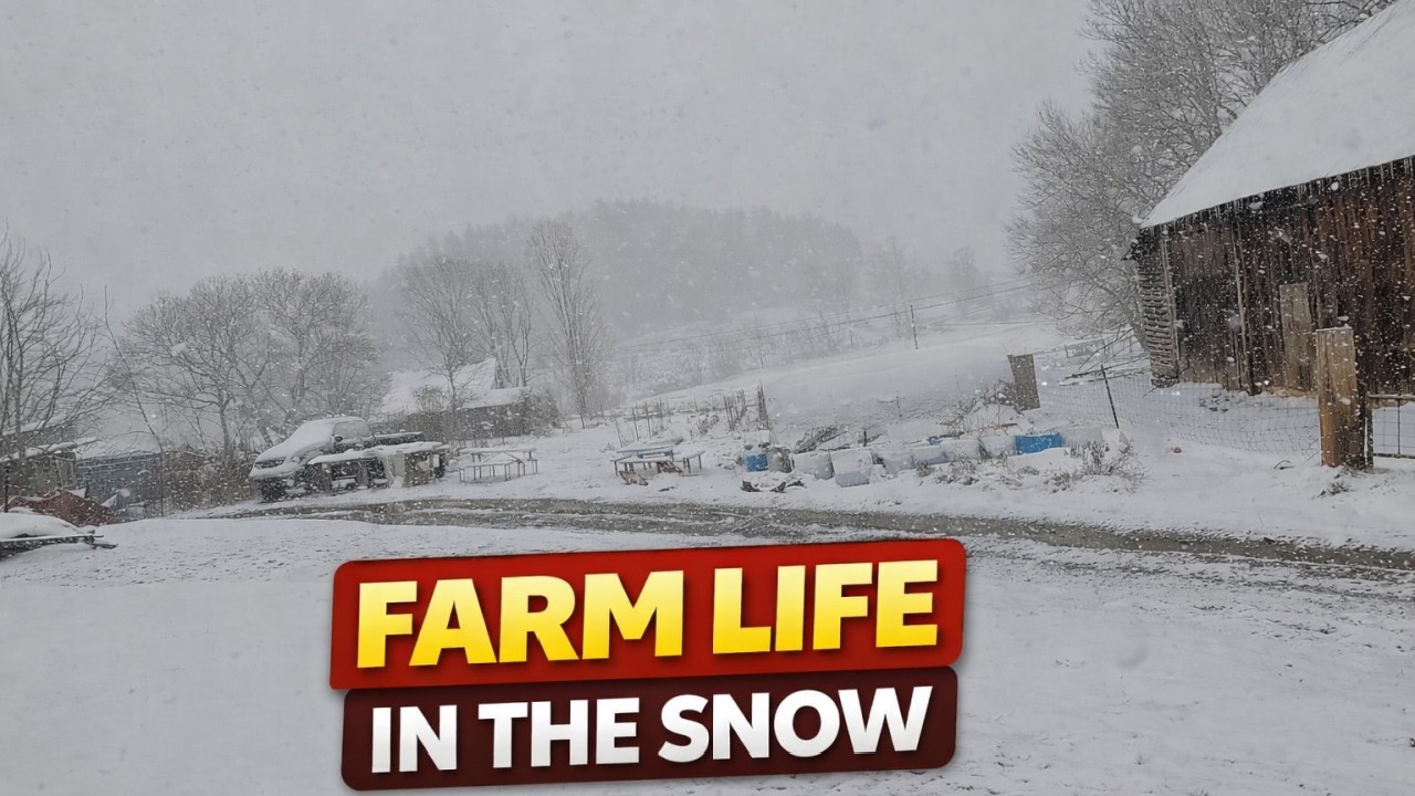 Getting Hay in the Snow ❄️