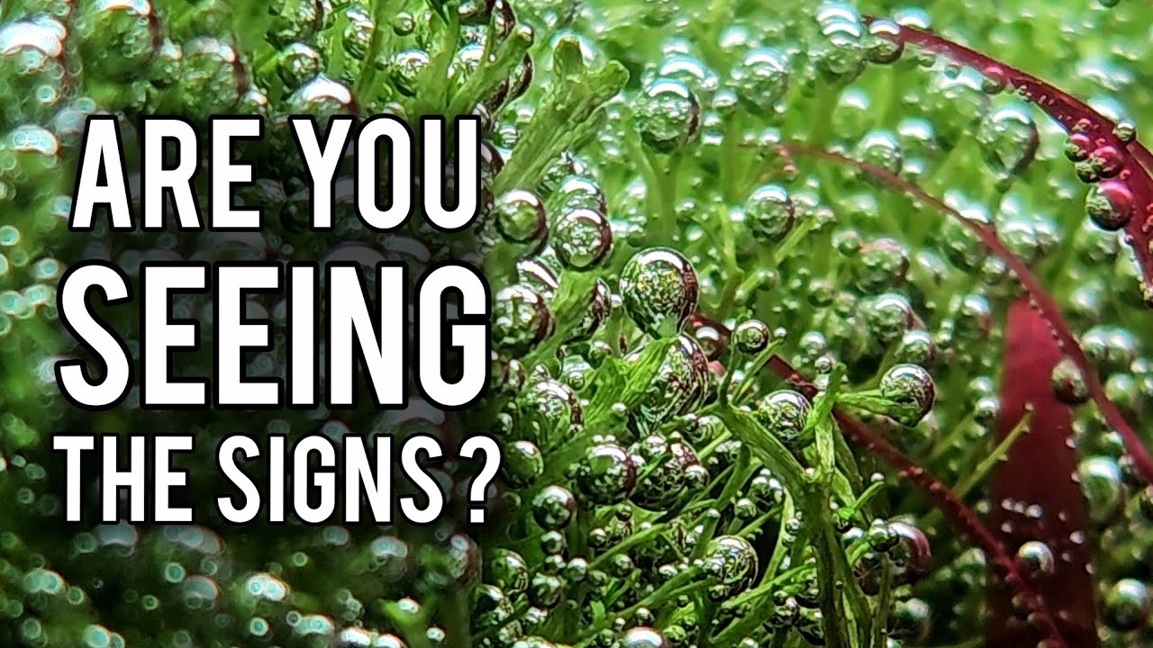 5 Signs Your Aquarium Plants Are Healthy