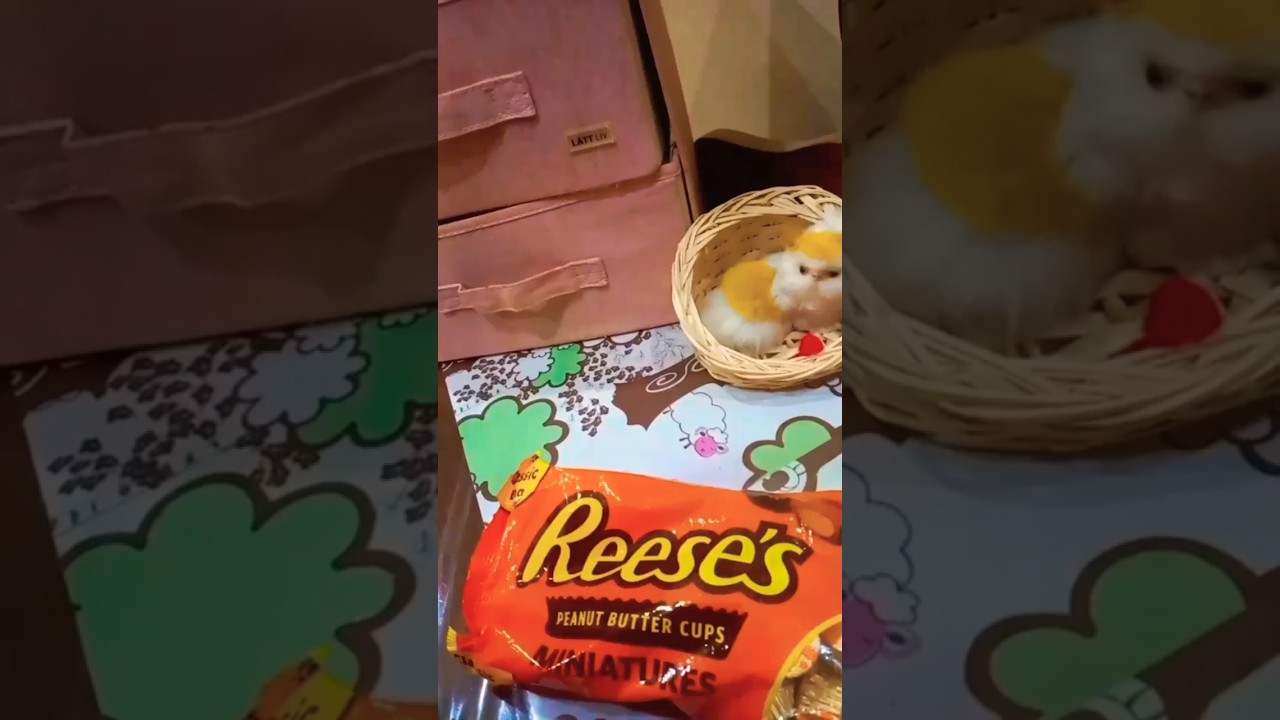 Reese's Miniature Bars 🍫🎀✨️ 
