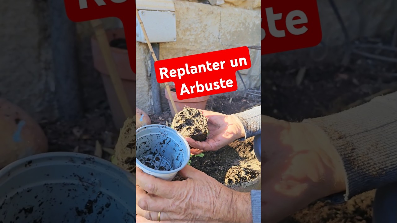 Replanter un arbuste #apprendre #jardin