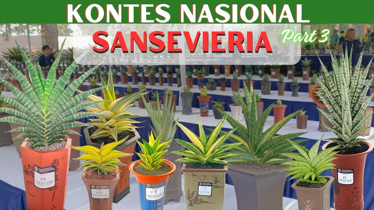 Sansevieria Terbaik di Kontes Nasional | Lidah Mertua Kontes || Snake Plant (Sansivera) Contest