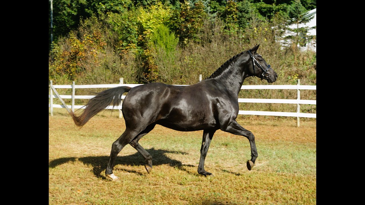 Petra  IR, 4 year old KWPN mare