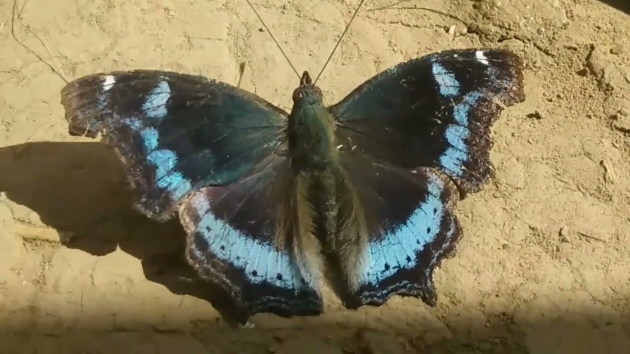 بڑی خوبصورت کالی تتلی|تتلی|butterfly|