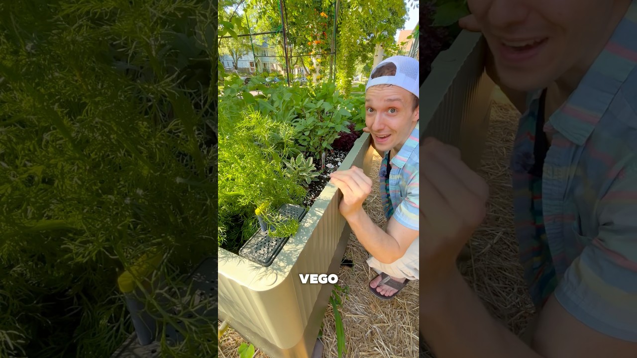 Vego Garden EZ Cube Planter (DAY 33) #gardenbed #raisedgardenbeds #vegogarden
