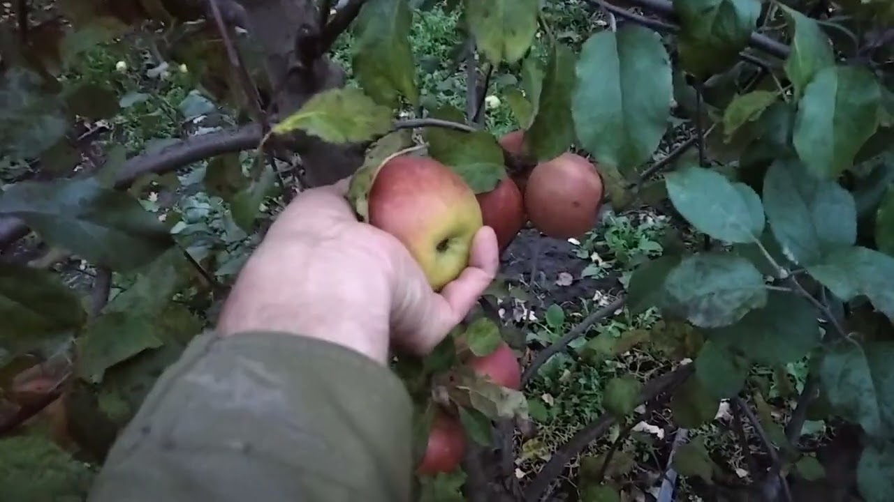 Яблуня Фуджі Бені Шогун.