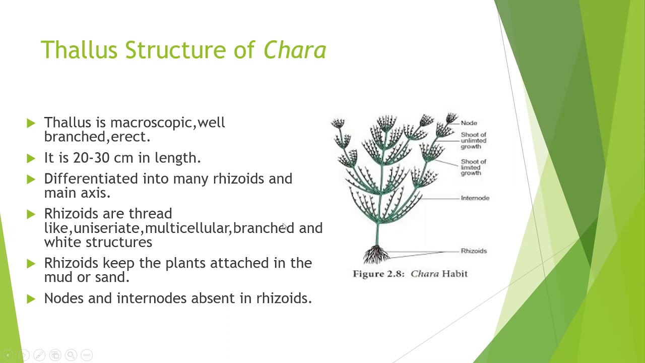 Life cycle of Chara