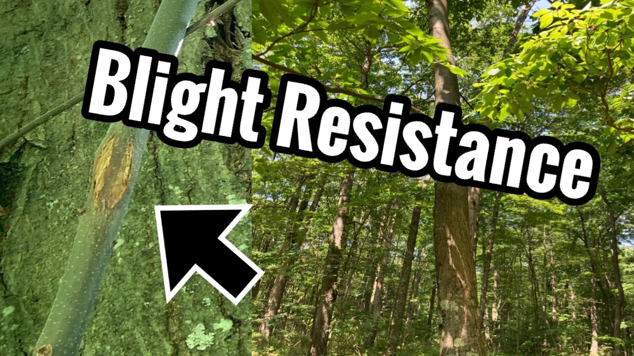 Mature American Chestnut Trees Fall Update (Blight Resistance spotted)