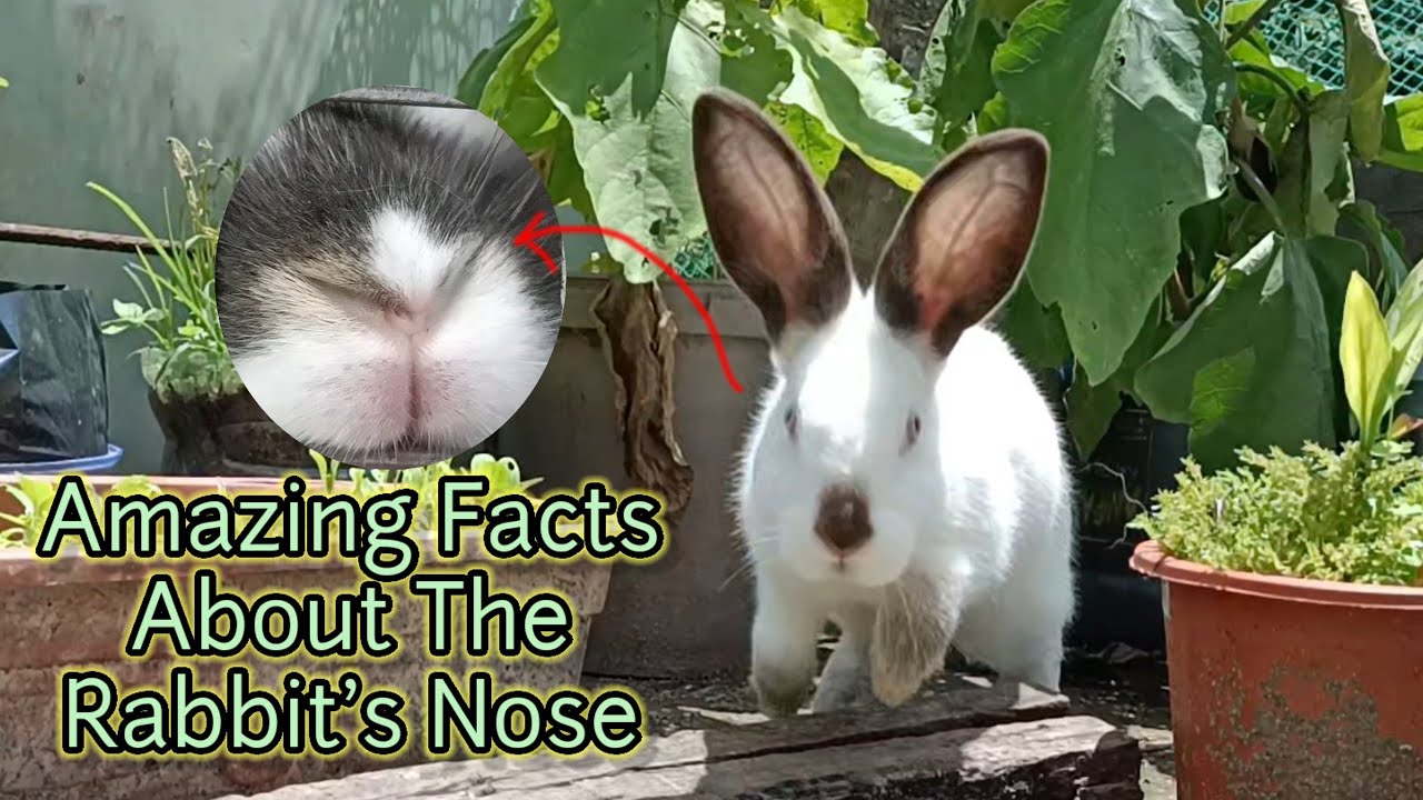 Amazing Facts About Rabbit Nose || All About Rabbits