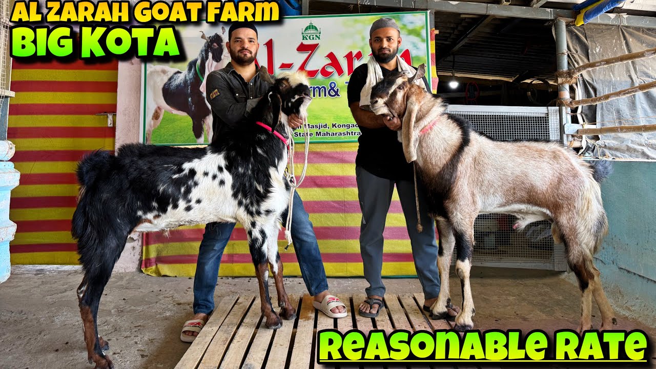 AAGAYA NEW KOTA Collection of AL ZARAH GOAT FARM at REASONABLE RATE🤩