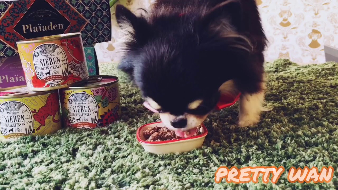 プレイアーデンの缶詰を食べるチワワのコナンくん