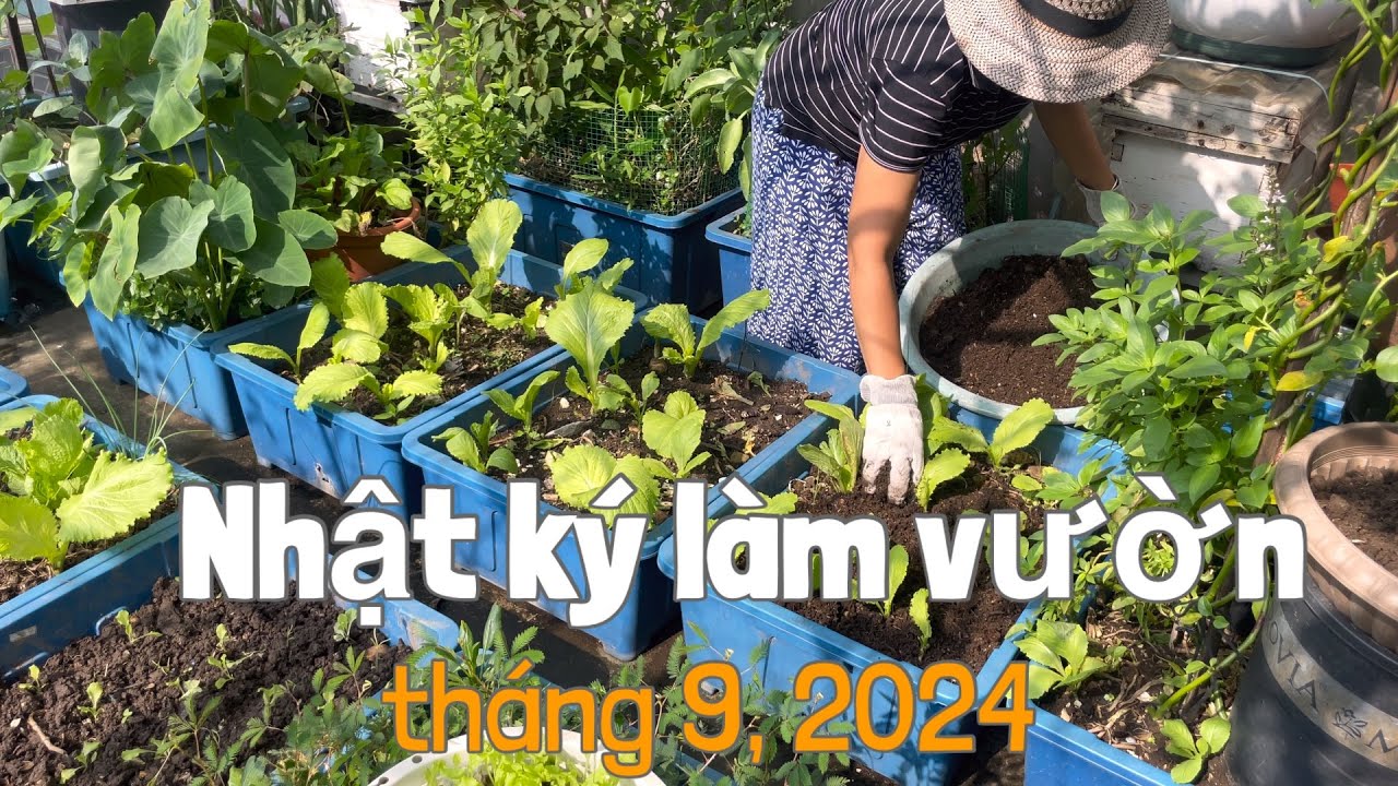 132 LÀM VƯỜN SÂN THƯỢNG tháng 9 part 2, che phủ đất, làm đất trồng xà lách, bón phân ủ cho rau cải